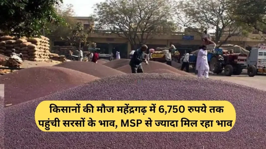 Mustard Prices Today: A Bonanza for Farmers—Mustard prices in Mahendragarh have surged to ₹6,750, fetching rates higher than the MSP.