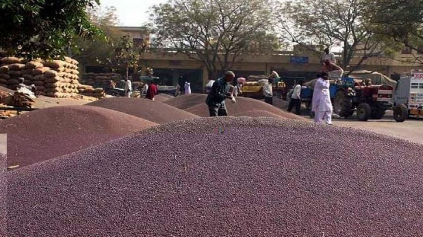 Mustard Price Today: किसानों की मौज महेंद्रगढ़ में 6,750 रुपये तक पहुंची सरसों के भाव, MSP से ज्यादा मिल रहा भाव