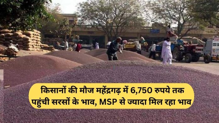 Mustard Prices Today: A Bonanza for Farmers—Mustard prices in Mahendragarh have surged to ₹6,750, fetching rates higher than the MSP.