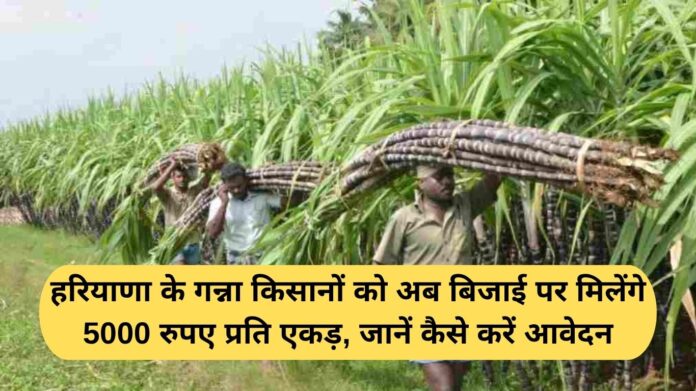Sugarcane Subsidy Haryana: Sugarcane farmers of Haryana will now get Rs 5000 per acre for sowing, know how to apply.