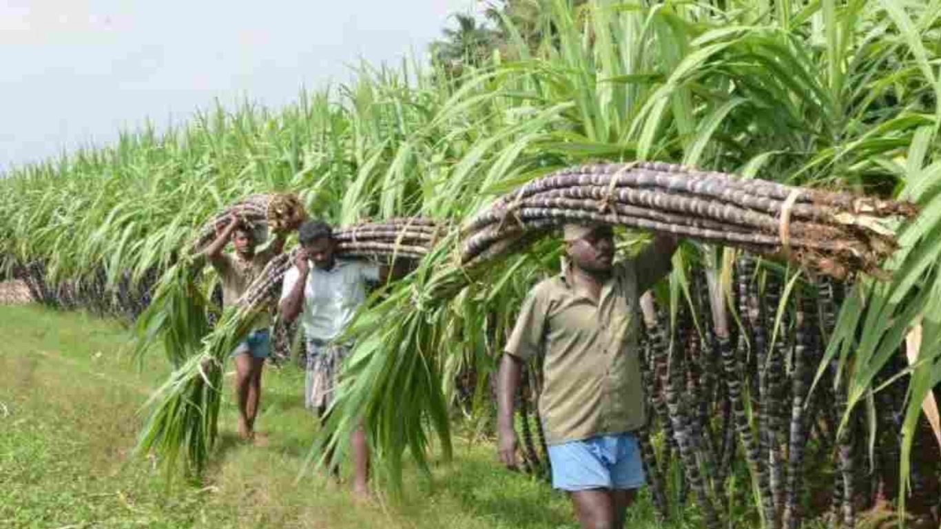 Sugarcane Subsidy Haryana: हरियाणा के गन्ना किसानों को अब बिजाई पर मिलेंगे 5000 रुपए प्रति एकड़, जानें कैसे करें आवेदन