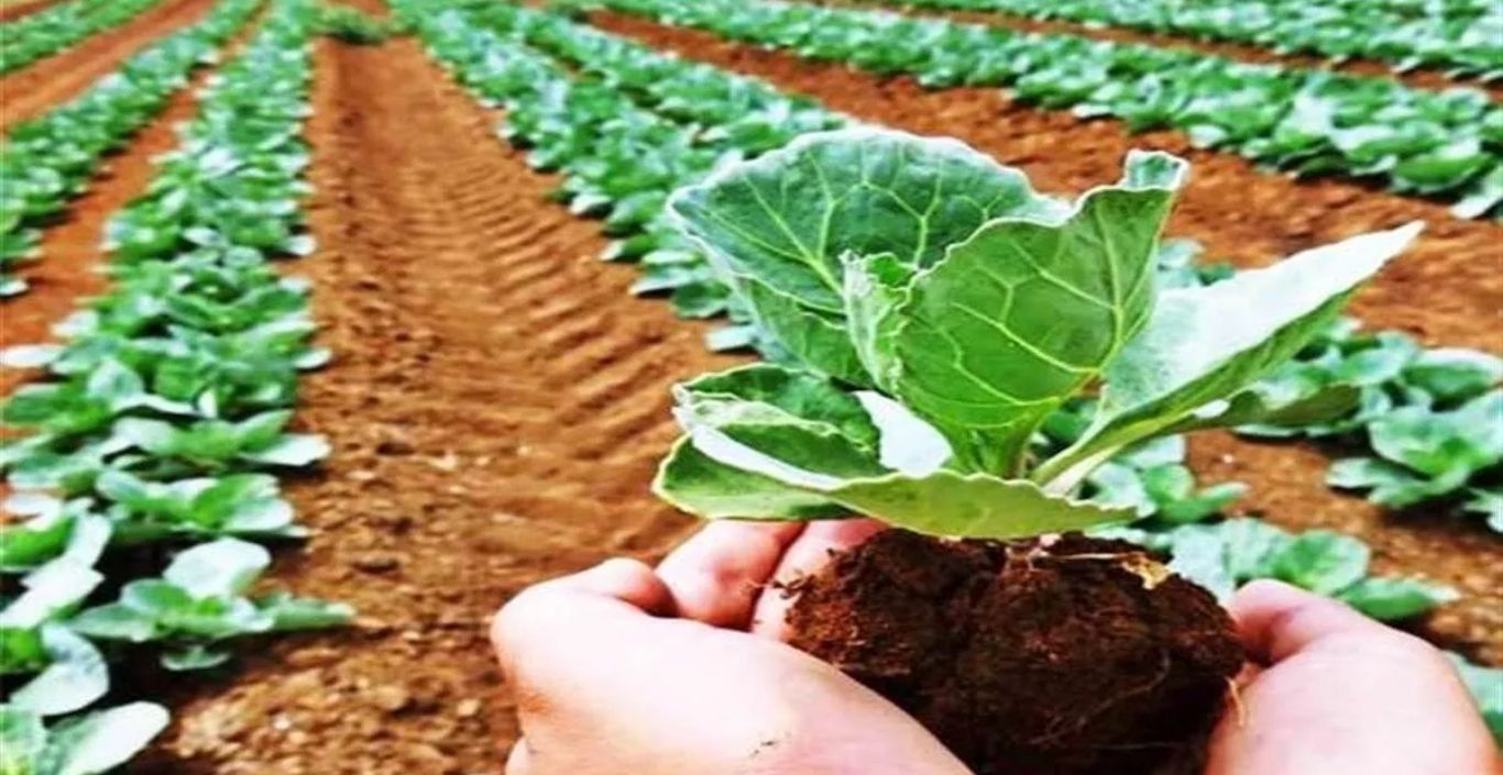 Haryana Natural Agriculture: A cluster of natural farming will be developed in 2,000 acres in Kurukshetra.
