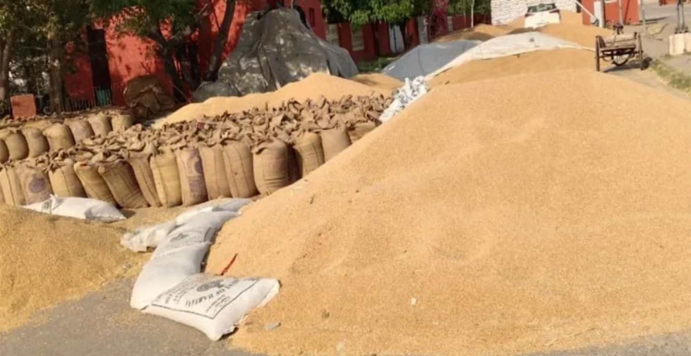 Jind Anaaj Mandi: 827463 metric tonnes of wheat procured in the district, 562229 metric tonnes lifted completed: DC