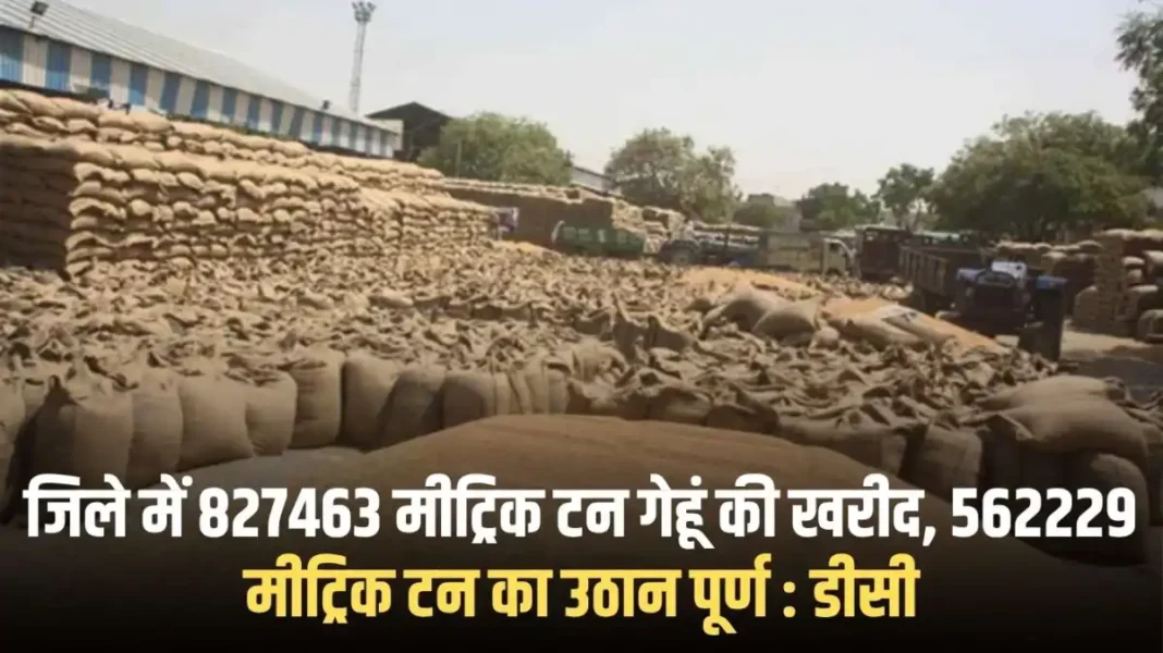 Jind Anaaj Mandi: 827463 metric tonnes of wheat procured in the district, 562229 metric tonnes lifted completed: DC