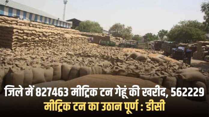 Jind Anaaj Mandi: 827463 metric tonnes of wheat procured in the district, 562229 metric tonnes lifted completed: DC